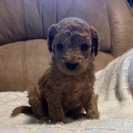 Lily - Apricot female Goldendoodle puppy in Graham, North Carolina from Geise Meadow Doodles