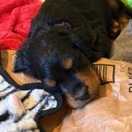 Girl 1 - Black and tan female Gordon Setter puppy in New Richmond, Ohio from Carol Schottelkotte
