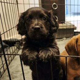 Panda - Black female Dachshund puppy in Altamonte Springs, Florida from Happy Tails Dachshunds
