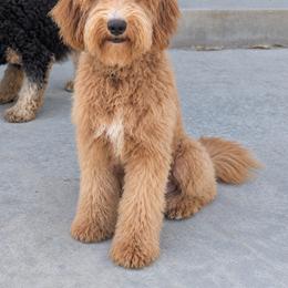 Tator - Goldendoodle