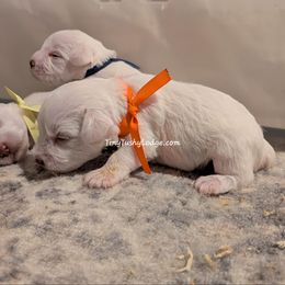 AKC orange collar - White female Miniature Schnauzer puppy in Greencastle, Indiana from Tiny Tushy Lodge