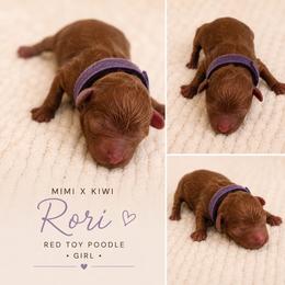 Rori - Red  female Poodle puppy in Perris, California from Our Poodiful Life