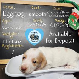 Eggnog - Piebald male Dachshund puppy in Hoquiam, Washington from Heyd's Mini Dachshunds