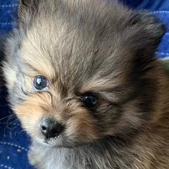 Boy 3 - Orange sable male Pomeranian puppy in Los Angeles, California from Lucky Poms of LA