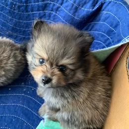 Boy 3 - Orange sable male Pomeranian puppy in Los Angeles, California from Lucky Poms of LA