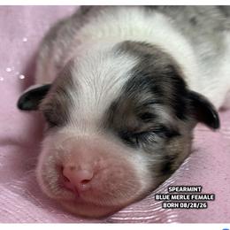 Spearmint - Blue merle female Australian Shepherd puppy in Bethany, Connecticut from Wynter Thyme Manor Australian shepherds