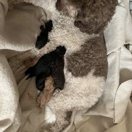 Labradoodle Puppies from Jazzy's Doodles