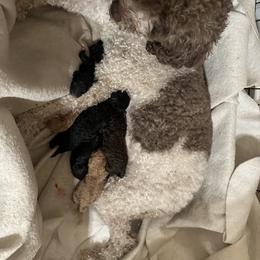 Labradoodle Puppies from Jazzy's Doodles