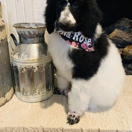 Bernedoodle and Goldendoodle Puppies from Cottrell’s Poodles & Doodles