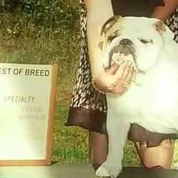 Bulldogs from Brixalot Bulldogs
