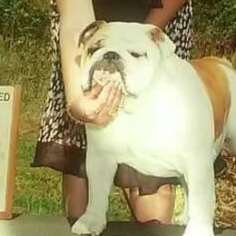 Bulldogs from Brixalot Bulldogs