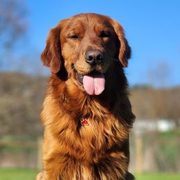 Gauge - Golden Retriever