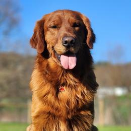 Gauge - Golden Retriever