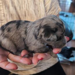 Merlin - Merle male Schnoodle puppy in Huron, Tennessee from Wilma's Paw-Paw Patch