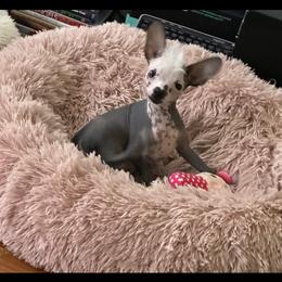Chihuahua and Chinese Crested Puppies from Western Kentucky Chihuahua’s and Chinese Crested’s