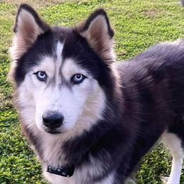 Stella - Siberian Husky