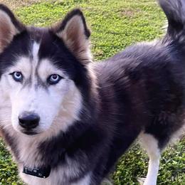 Stella - Siberian Husky