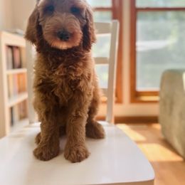 Black Collar - Red male Bernedoodle puppy in Ames, Iowa from Pippi's Puppies