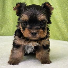 Winston TEACUP - Blue and gold male Yorkshire Terrier puppy in Monticello, Iowa from Ashley’s Puppies