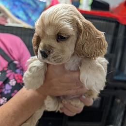 Baby - Buff female Cocker Spaniel puppy in Hernando, Florida from Blackwater Kennel