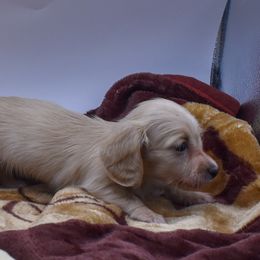 Puppy four - Cream female Dachshund puppy in Maurice, Louisiana from Hart Dachshunds