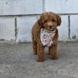 Peanut - Red male Maltipoo puppy in San Diego, California from Maltipoos SD