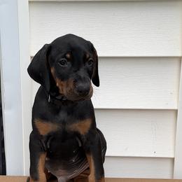 Bruno - Black and rust male Doberman Pinscher puppy in Aurora, Georgia from Davis Doberman Pinschers