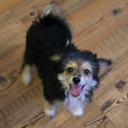Sebastian - Black and tan male Companion Cross puppy in Grand Saline, Texas from Oldfield Outdoors