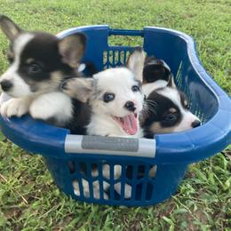American Corgi and Pembroke Welsh Corgi Puppies from Swell Corgis