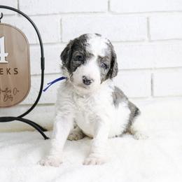 Bullseye - Merle male Labradoodle puppy in Bryantown, Maryland from Doodles on Duty