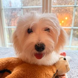 Buck - White male Coton de Tulear puppy in Glenview, Illinois from MySoulKick_Coton