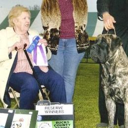 Mastiffs from Oasis Mastiffs