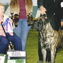 Mastiffs from Oasis Mastiffs