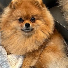 Chip - Pomeranian