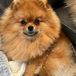 Chip - Pomeranian