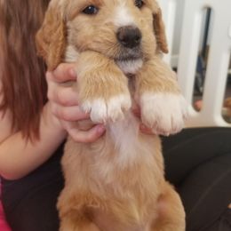 Goldendoodle Puppies from Masondixondoodles