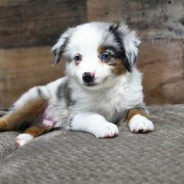 Walnut - Blue merle male Miniature Australian Shepherd puppy in Killen, Alabama from Wilkers Wholehearted Mini Aussies