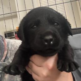Green Black male 3 - Black male Labrador Retriever puppy in Menifee, California from The Golden Leash Kennels