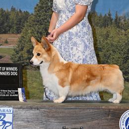 Barrett - Pembroke Welsh Corgi