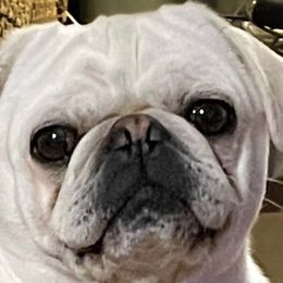 Norman - Pug