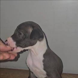 Small Blaze Boy - Seal male Italian Greyhound puppy in Frostproof, Florida from Quality Italian Greyhounds