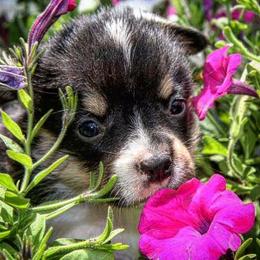 Pembroke Welsh Corgi Puppies from Corgis Hawaii Pleasantstone Aloha Corgis