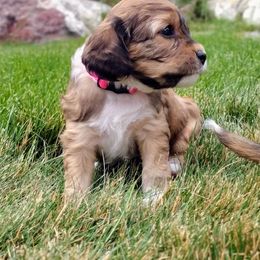 Cavapoo Puppies from Sophie's Puppy Den