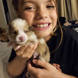 Pomeranian Puppies from Moon Howlers Pomeranians