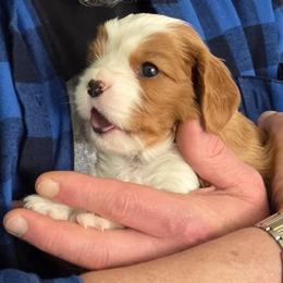 Oliver - Blenheim male Cavalier King Charles Spaniel puppy in University Place, Washington from Crosby's Cavaliers