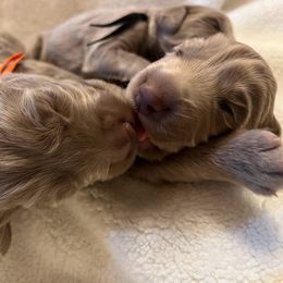 Long Haired Weimaraner Puppies from Northern Bluegrass Weimaraners