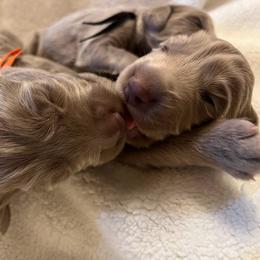 Long Haired Weimaraner Puppies from Northern Bluegrass Weimaraners