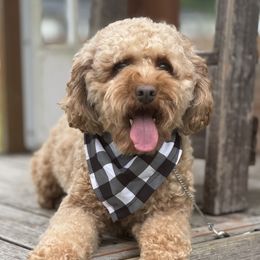 Baxter - Poodle