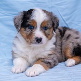 Miniature American Shepherds and Miniature Australian Shepherds from Impression Dogs