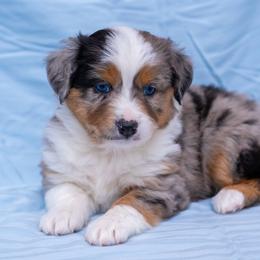 Miniature American Shepherds and Miniature Australian Shepherds from Impression Dogs